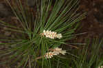 Eastern white pine